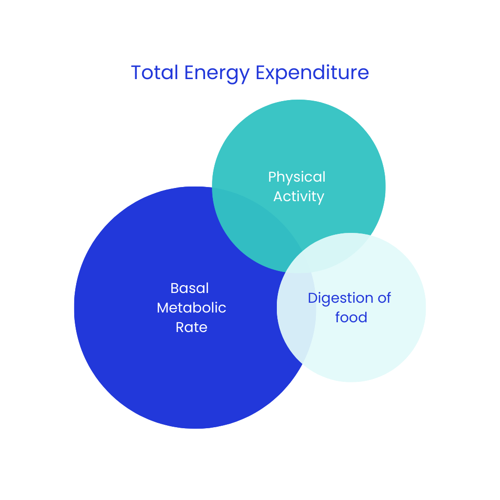 total energy expenditure, basal metabolic rate
