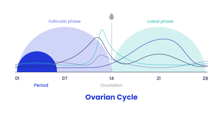 Ovarian cycle diagram, showcasing menstrual phases